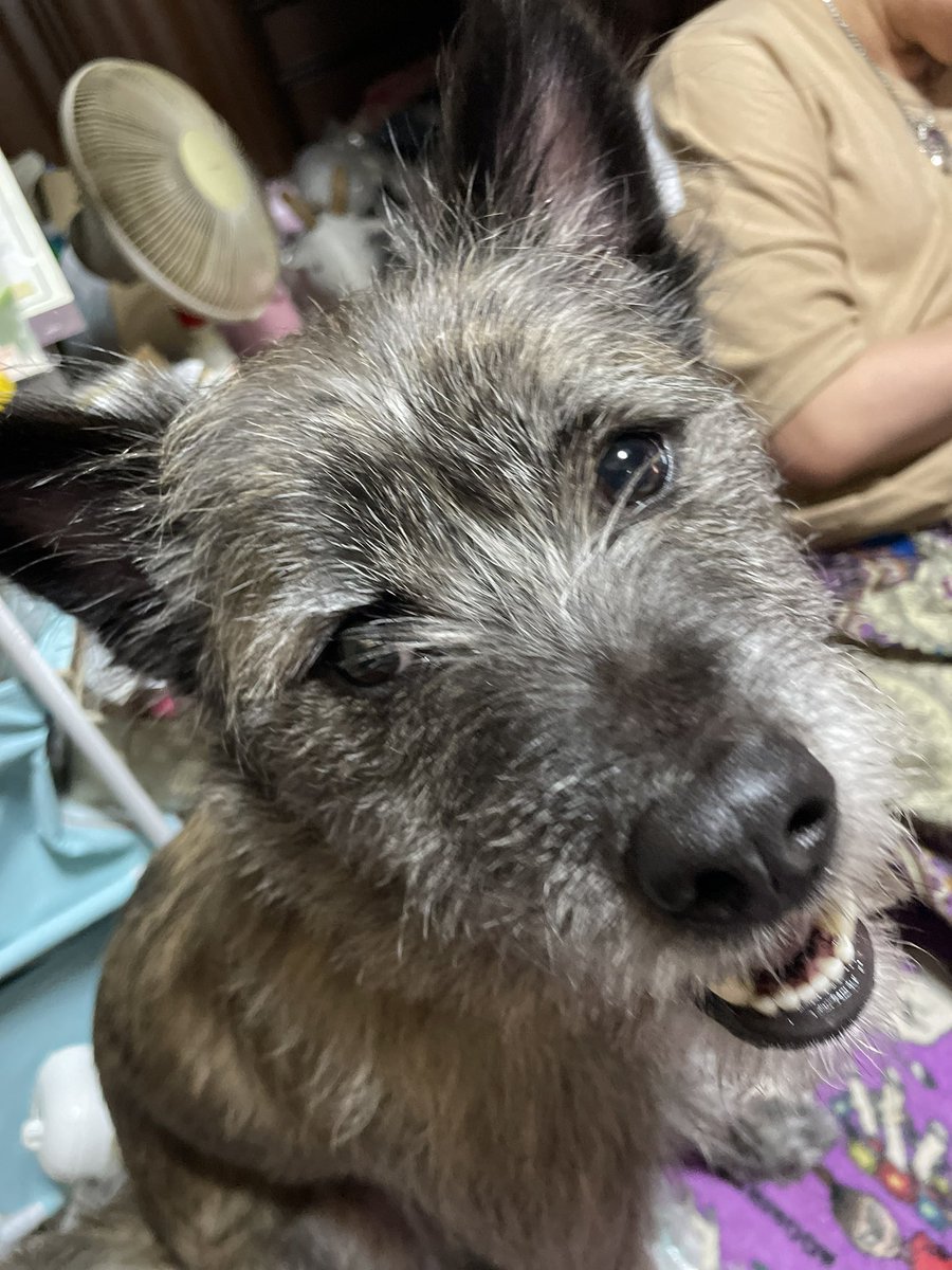 pococha0130's tweet photo. 母が飼っているとても大切な家族(ペット)が2023/12/25に『郡山市鳴神1丁目付近』の自宅から逃げ出し行方不明になりました。

このSNSの力を借りて投稿しました。郡山市の方見かけましたらDMか郡山警察署の方にご連絡お願い致します！！とても大切な子です。お願いします！！↓続き https://t.co/Ws49yKv6RW