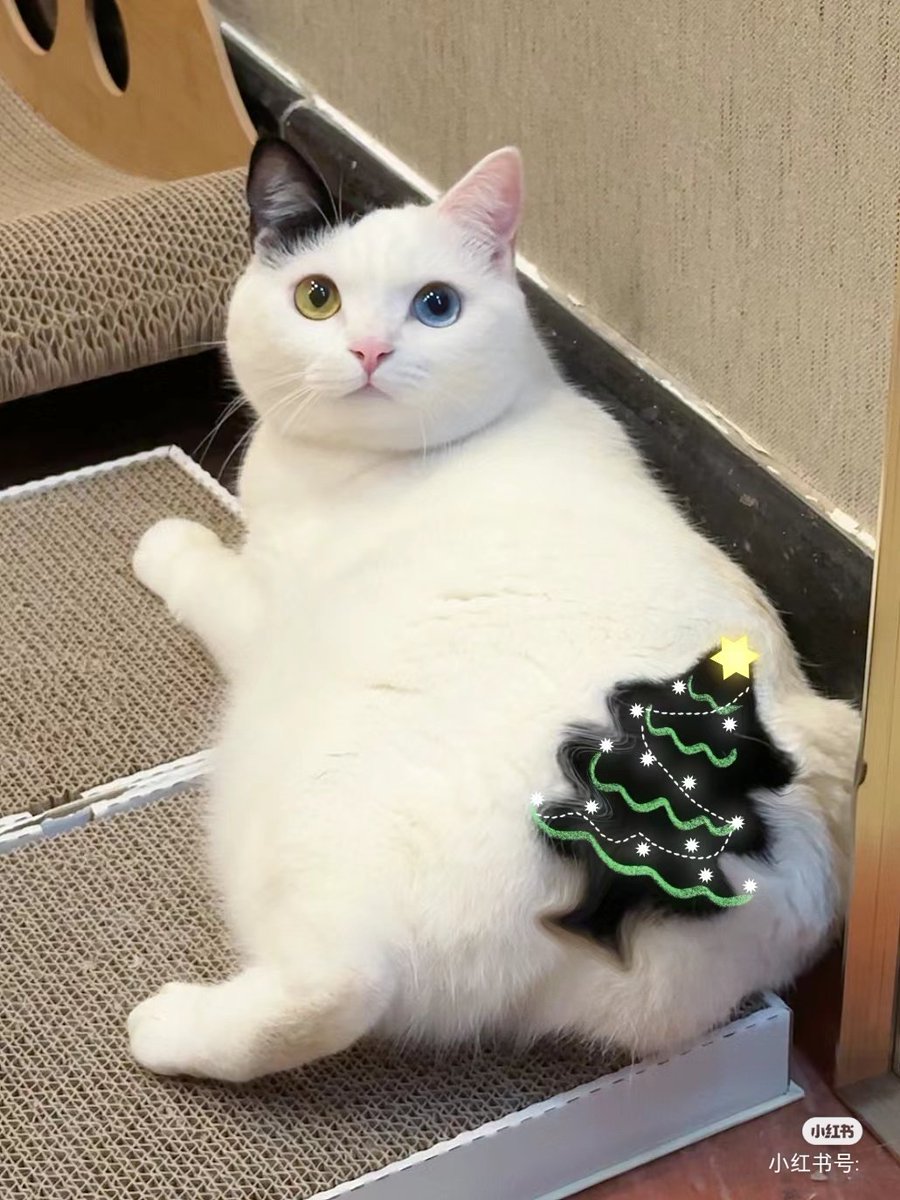 chaleenajaja's tweet photo. 🎄🎄 https://t.co/SyujvRhsT7
