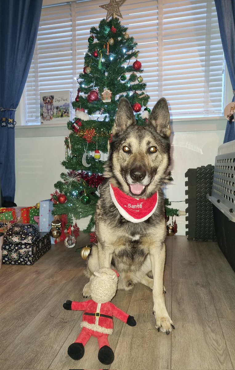 K9Scottish's tweet photo. Merry Christmas from #PDBo and the rest of the Scottish Police Dog Memorial team. Have a lovely day everyone. 🎄 🤶🐾
#MerryChristmas https://t.co/ha958TxI3S