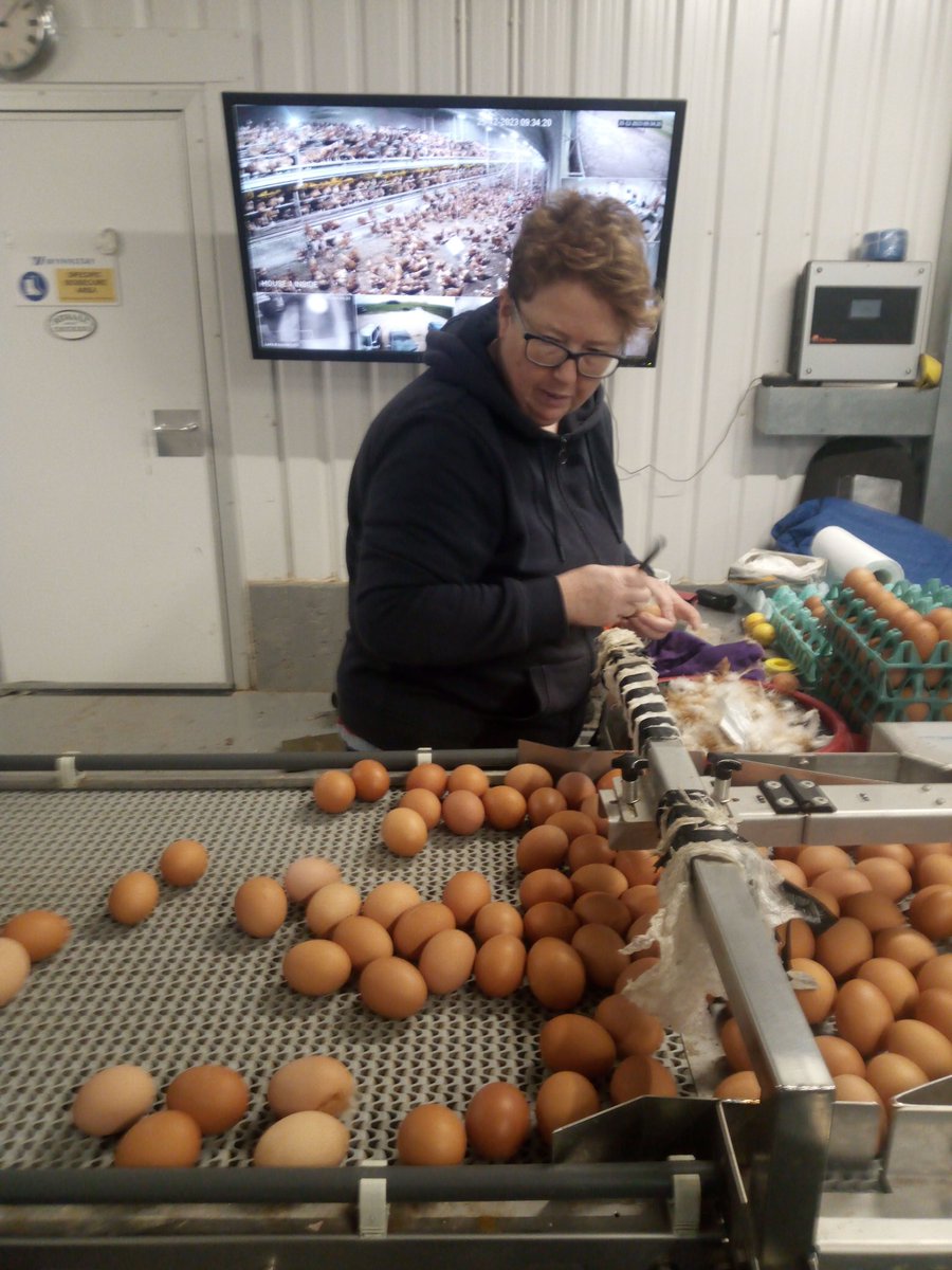 Maen mynd yn dda bore ma  dros 24000 di pacio cyn 9.30. Nadolig llawen . Cooking on gas this morning 24000 eggs packed by 9.30 . Merry Christmas!