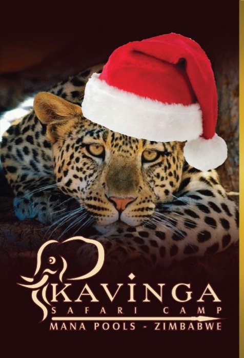 KavingaCamp's tweet photo. Happy Happy Christmas to you from all of us at Kavinga Safari Camp! 🇿🇼🐾 https://t.co/m9zfIzhso0