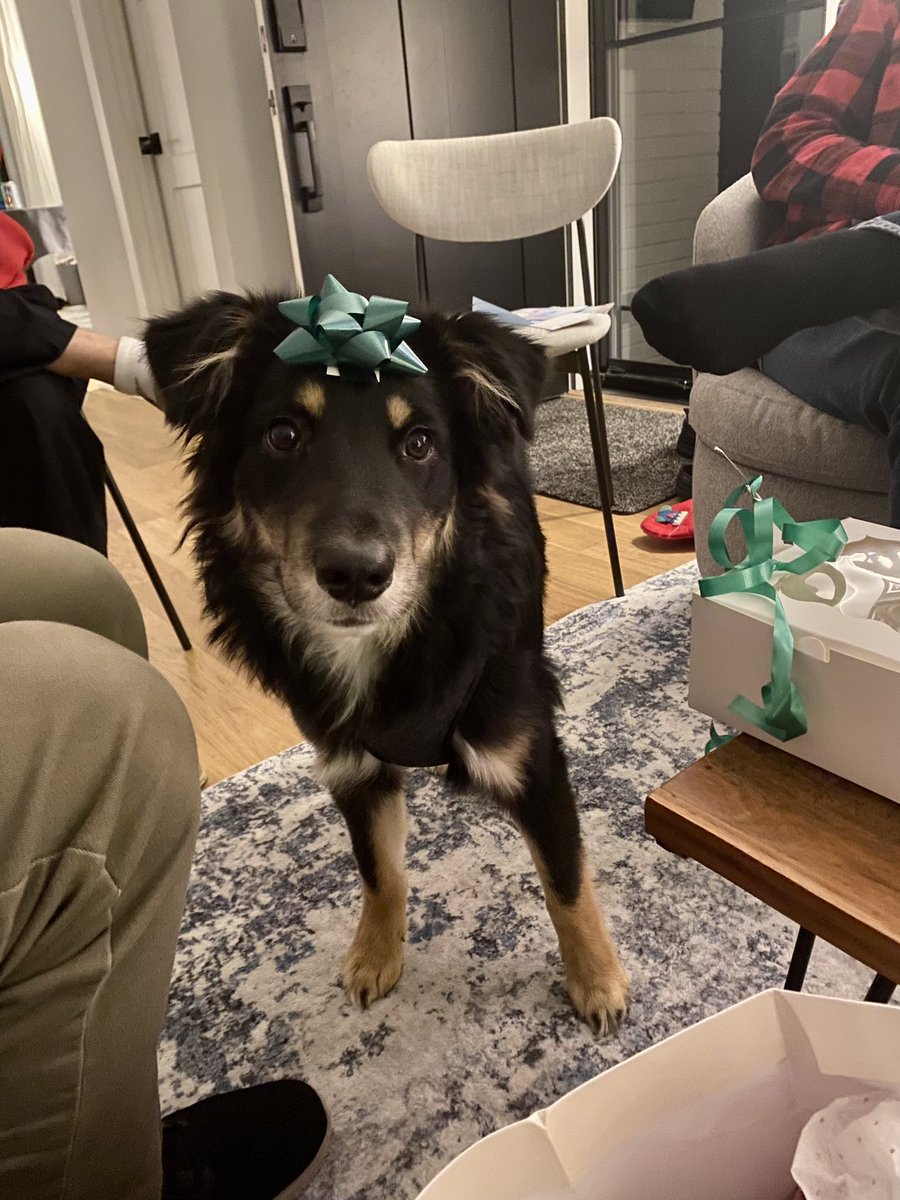 fakekip's tweet photo. The puppy has joined the wrong side of the War on Christmas https://t.co/yA6mlPpivi