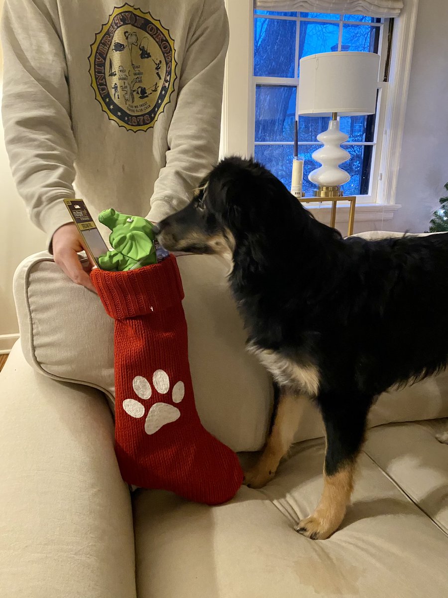 fakekip's tweet photo. The puppy has joined the wrong side of the War on Christmas https://t.co/yA6mlPpivi