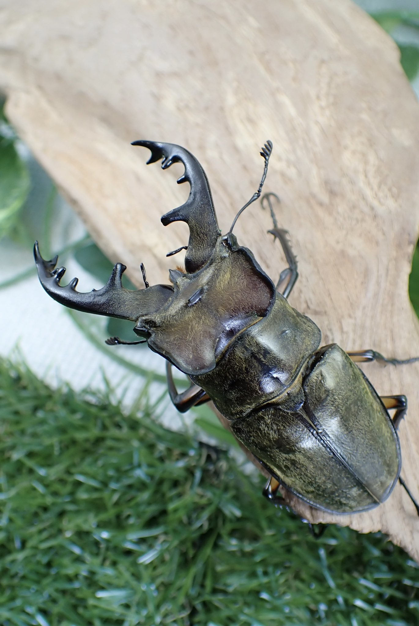 Sparkle Beetle】宮崎県産 WF1 超大型 ミヤマクワガタ♂78mm♀47mmB 