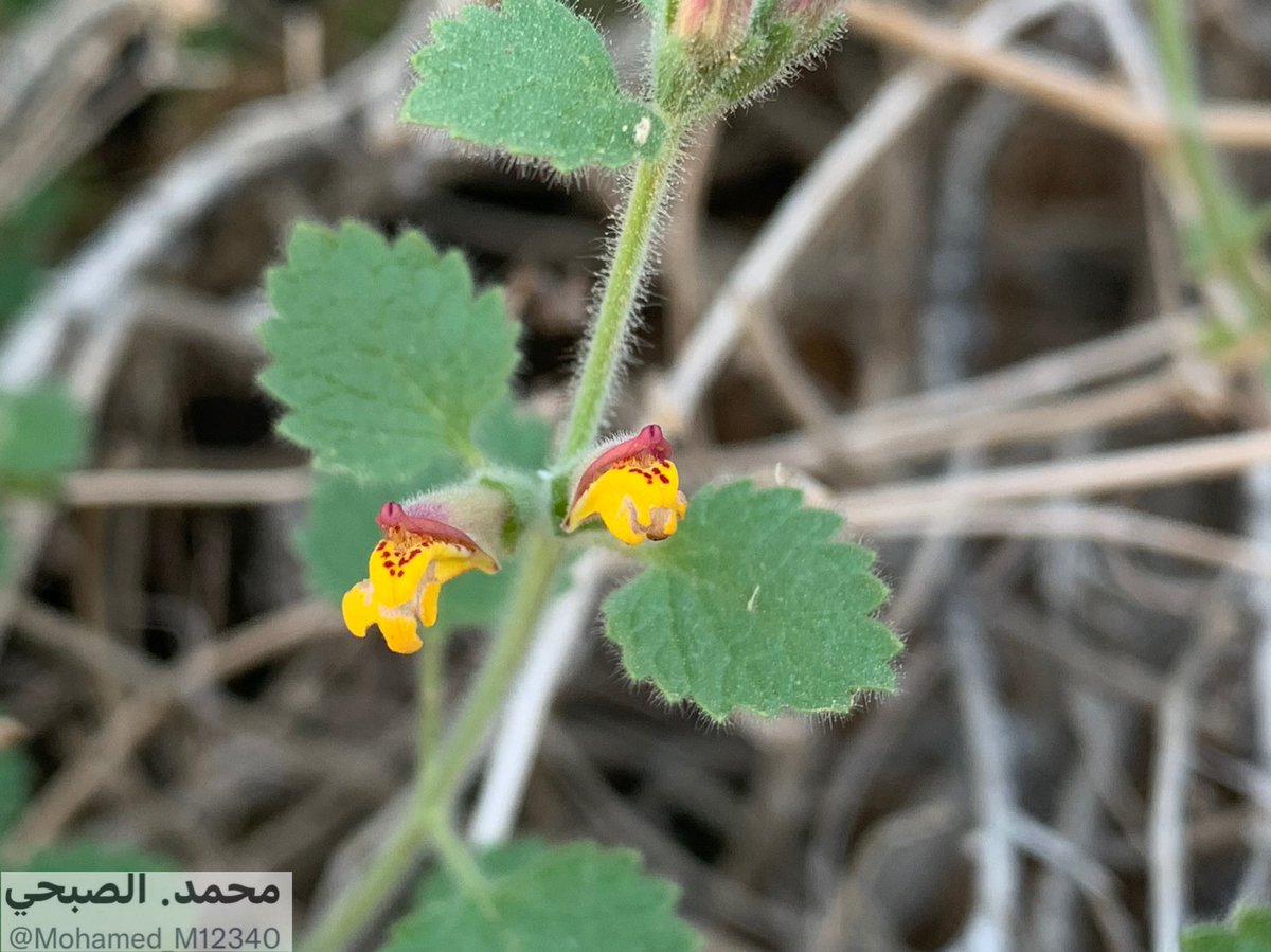 زهرة العفينة او الدسمه ولها عدة اسامي