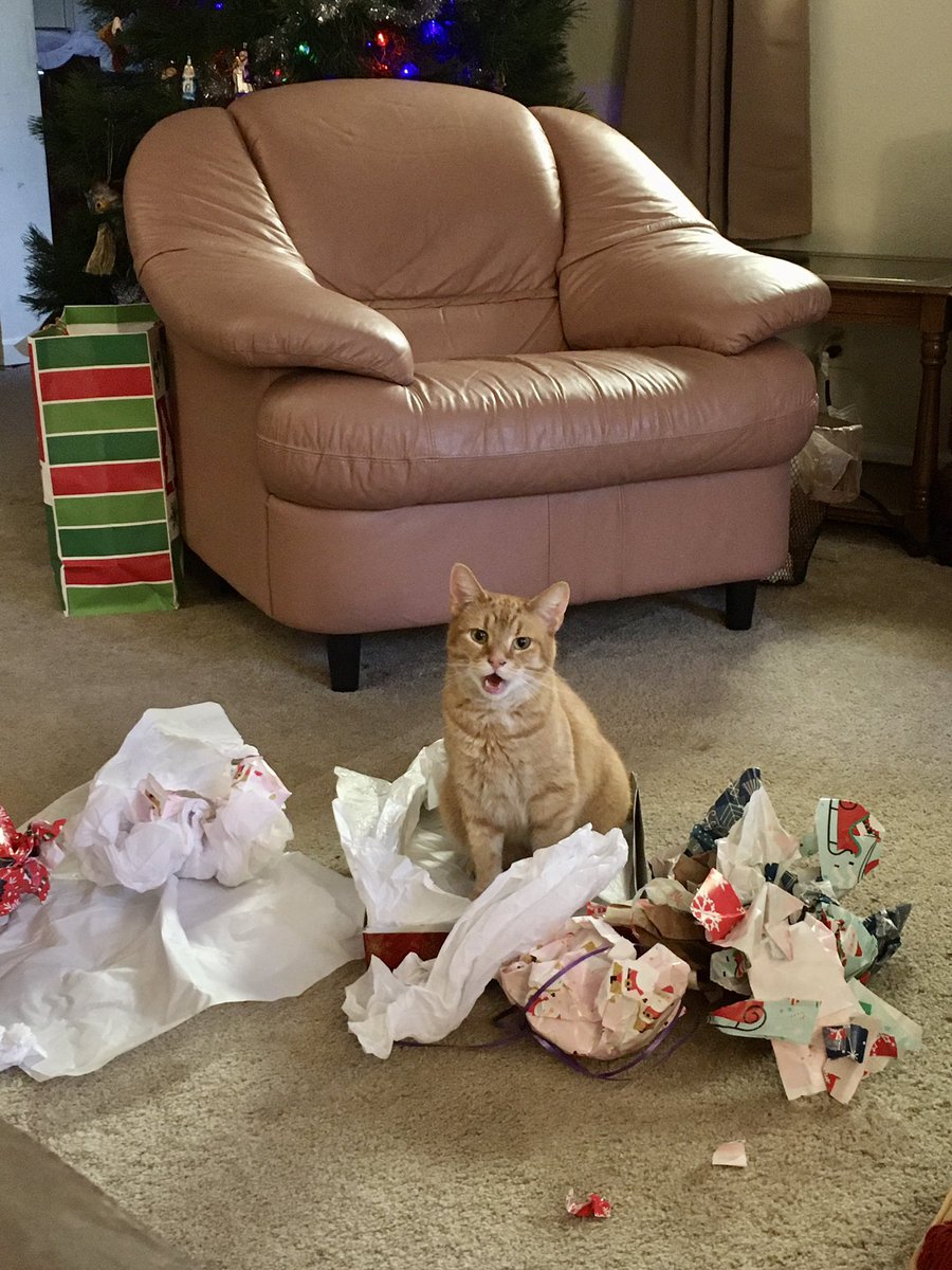 Merry Christmas! May everyone find as much joy and contentment as Archie 😊