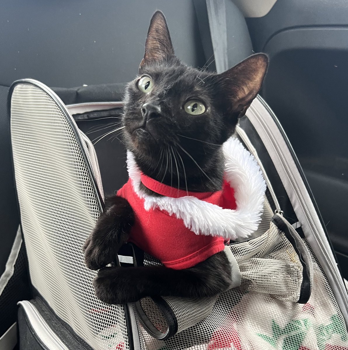 AmbassadorAries's tweet photo. Merry Christmas to everyone! 🎄🎁 #MerryChristmas https://t.co/Or932kqEQt