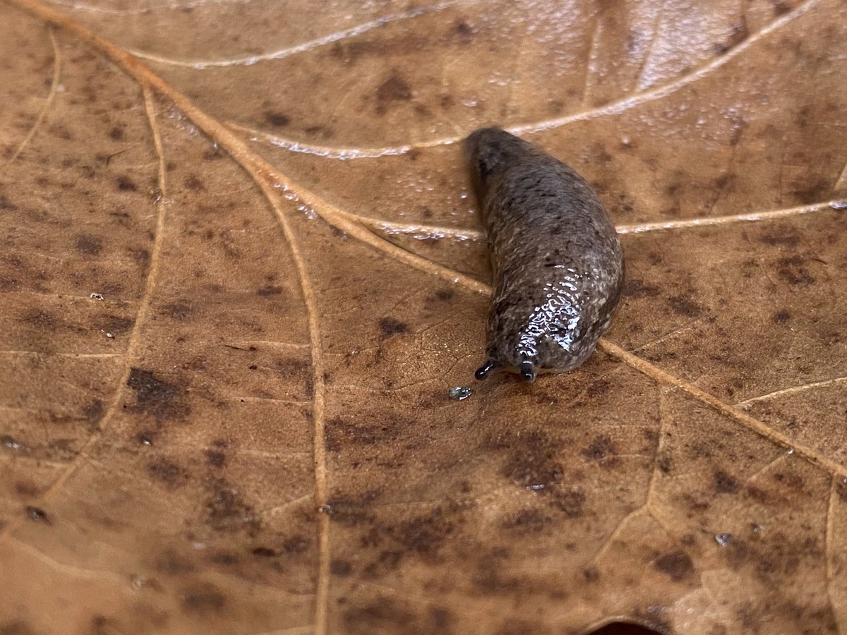 snaild_it's tweet image. Christmas slug