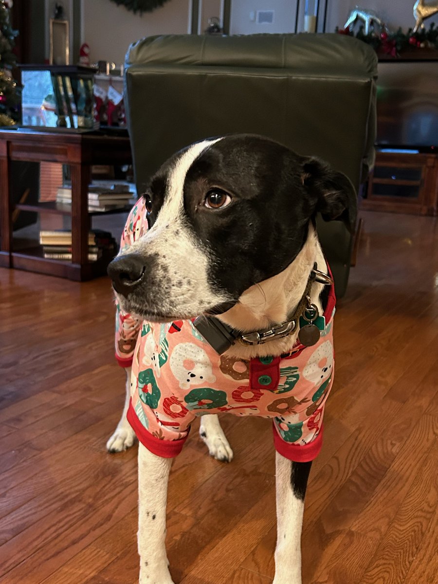 FuriousZoey's tweet photo. A merry christmas to all. 🎄
#MerryChristmas #holidayseason #pajamaparty https://t.co/ZnVdAwrPti