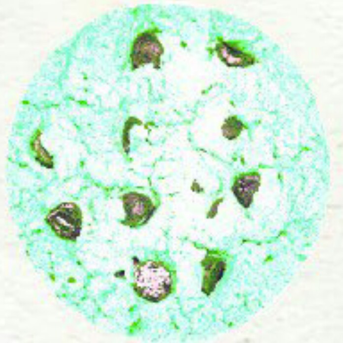 MintLizard89 tweet media