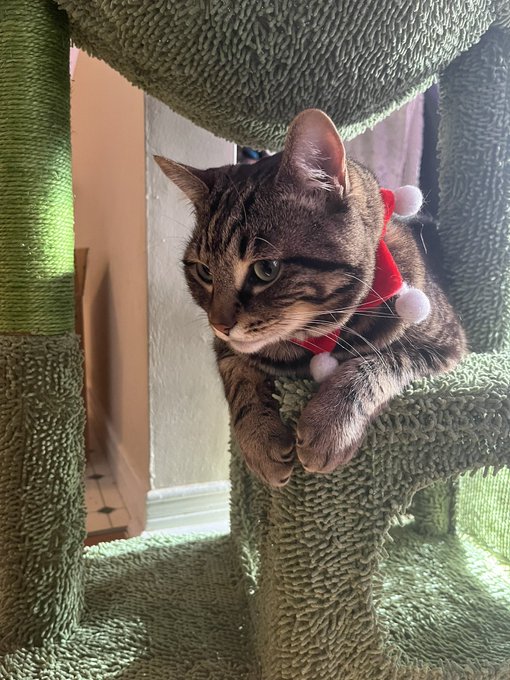 cat_nip