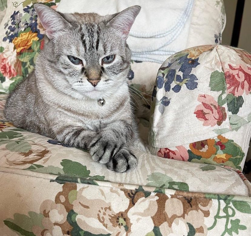 sassy__dany's tweet photo. Bow to me, peasant. #CatsofX https://t.co/XmFtVNIpIx