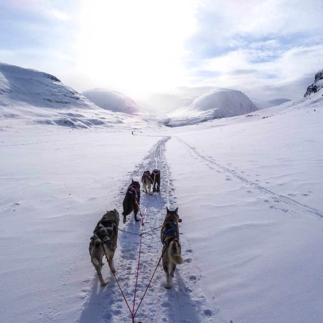 jetlogic's tweet image. Whether it&apos;s seeing the Aurora Borealis dance across the sky in Finland or dogsledding in Montana, let @jetlogic take you there in exquisite style and luxury: ow.ly/U3YS50Q9pw5

We remain available 24/7 for all your charter needs throughout the festive season.

#FlyJetlogic