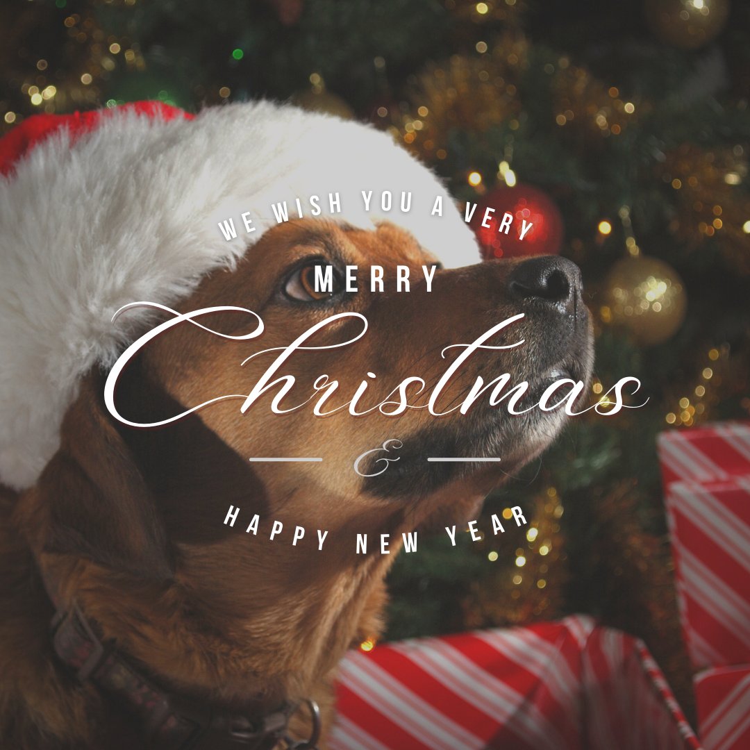 Humane_SLC's tweet photo. Merry Christmas and Happy Holidays from every person and paw at the Humane Society of St. Lucie County 🎄

We hope everyone has a safe and enjoyable holiday weekend!

And we’ll see you bright and early for some adoptions on Tuesday morning! https://t.co/32hYFgaTSf