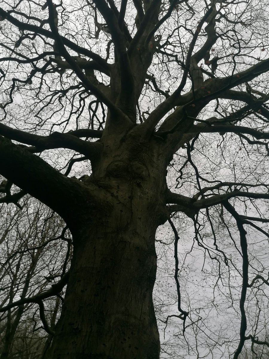 steampacket's tweet image. Christmas morning walk in the woods and by the lake. Impressed by this magnificent tree. Merry Christmas folks 🎄🎊🎊🌟