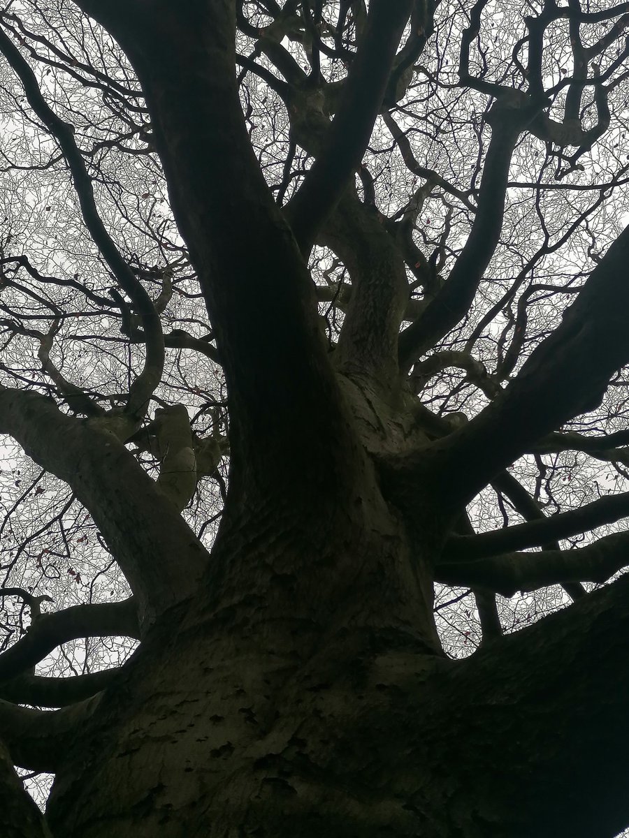 steampacket's tweet image. Christmas morning walk in the woods and by the lake. Impressed by this magnificent tree. Merry Christmas folks 🎄🎊🎊🌟