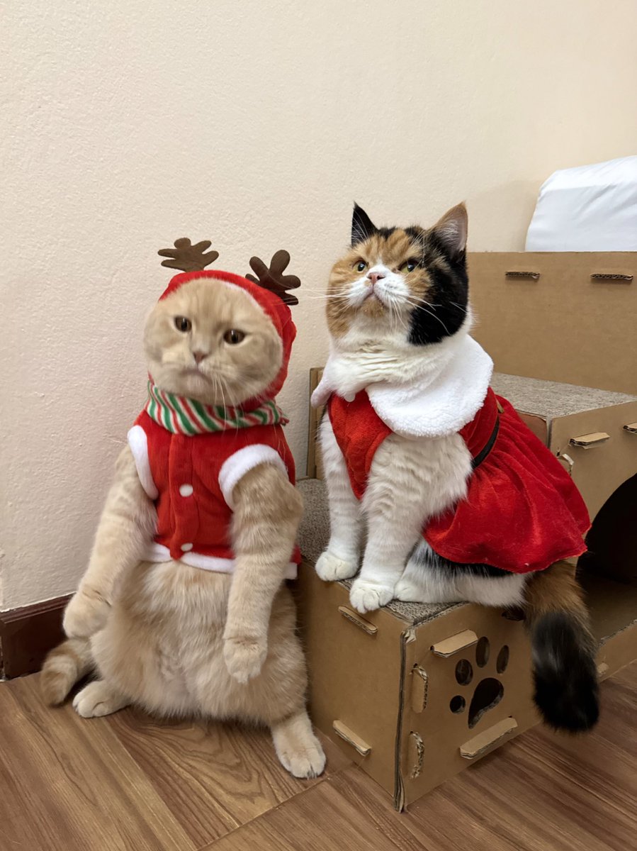 yayee2548's tweet photo. 🎄🎁 Merry Christmas 🧸🧸 https://t.co/GjLoWOPZSm