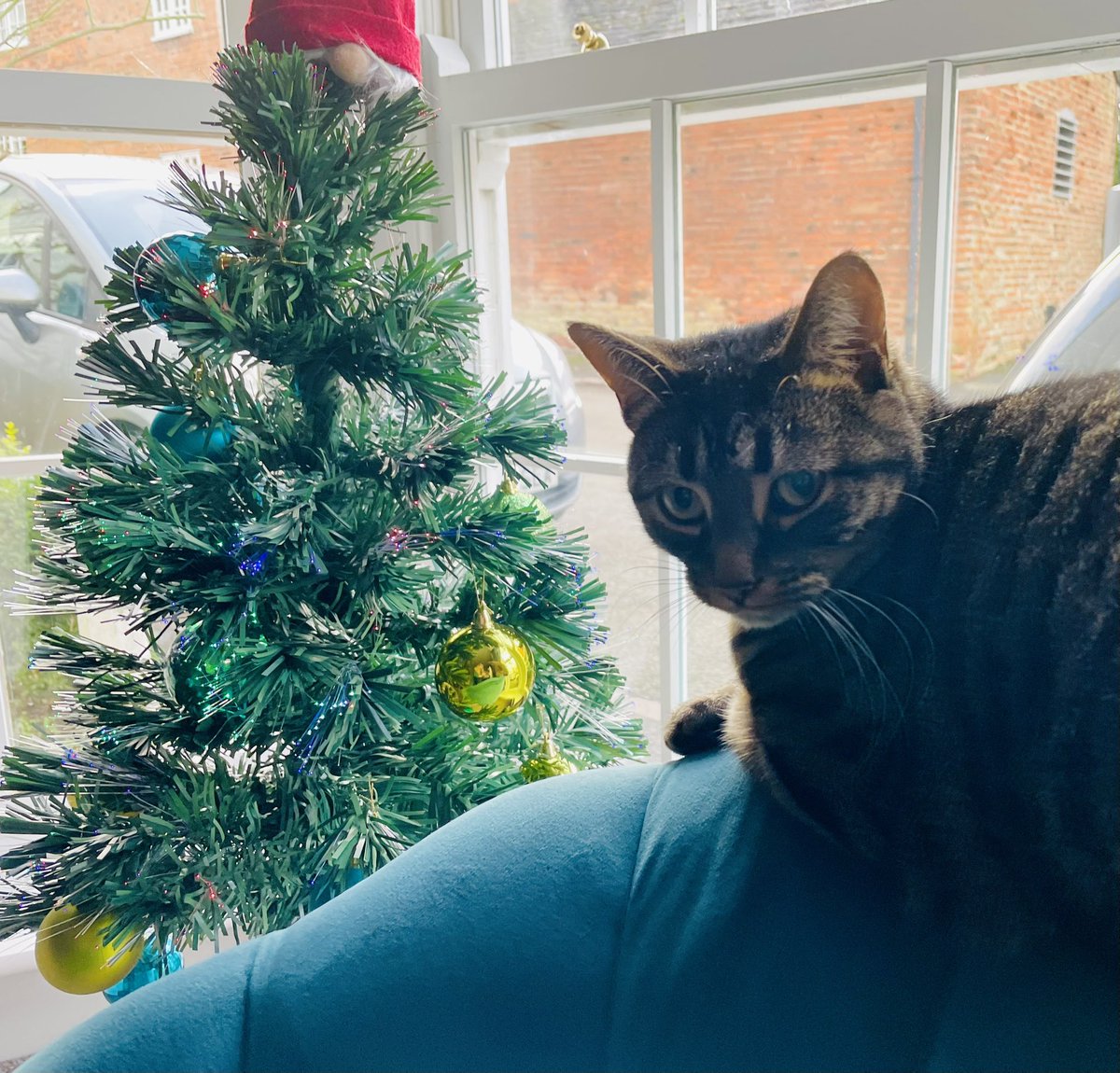 Have Cool Yule Groovies! 🎄✌️ Peace and Love from Stan&amp;Gwyn and our Betty the cat #tabbycat #Christmas2023