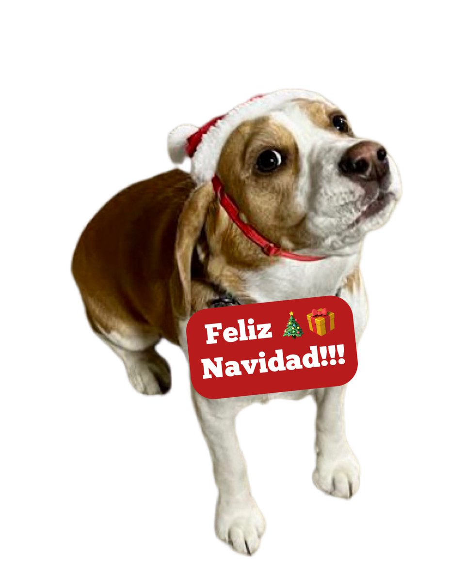 lara_ck20's tweet photo. #alerta # mega
Feliz Navidad desde Rancagu, Lara🐾 https://t.co/pC7u4Qpr9p