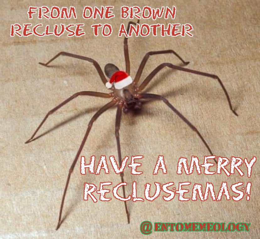 Merry Christmas & Happy Holidays from Bug Management. We hope your holidays are serene and your travels are safe. 

I didn’t choose the brown recluse life, the brown recluse life chose me 🕷️ 🎅 🎄🎁

#christmas #christmas2023 #holidays #brownrecluse #brownreclusememes #recluse