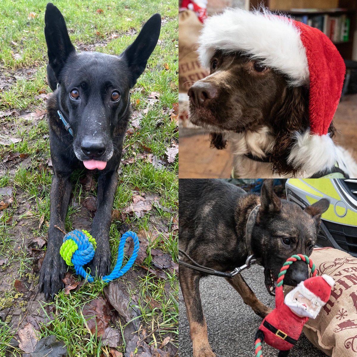 KW, PD Flo, PD Bryn & RPD Bart 🐾 tweet media