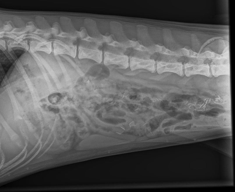 MARKdierenarts tweet media