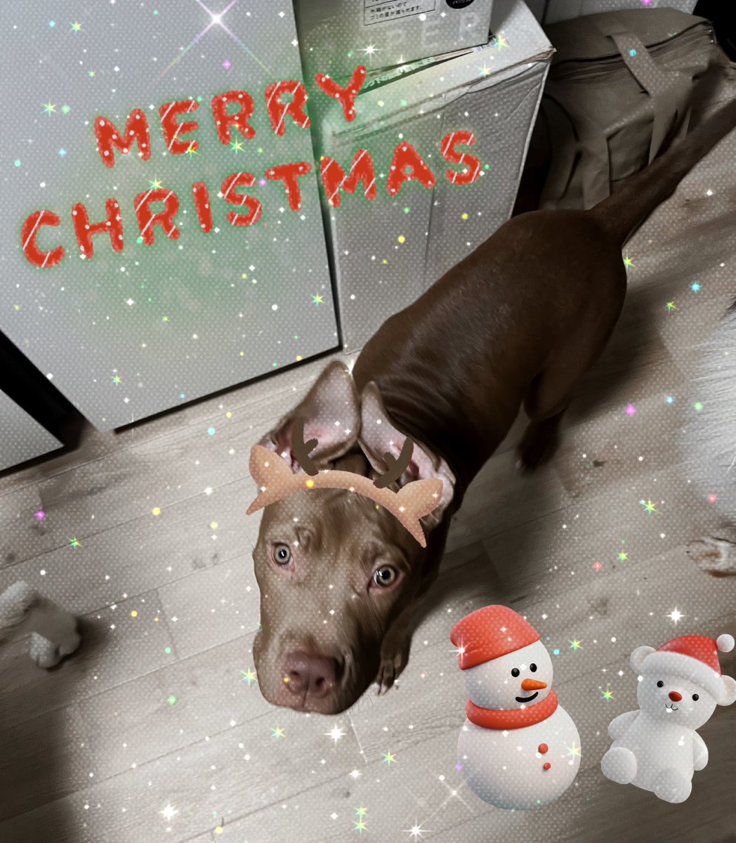 uk4wq3's tweet photo. *…ᴍᴇʀʀʏ ᴄʜʀɪsᴛᴍᴀs…*🎄🎄
 
 #めりーくりすます 
 #いぬのいる暮らし 
 #犬のいる幸せ 
 #ヨープー
 #チワプー
 #シェットランドシープドッグ
 #ピットブル
 #チワワ
 #シベリアンハスキー https://t.co/IL1enaYO2N