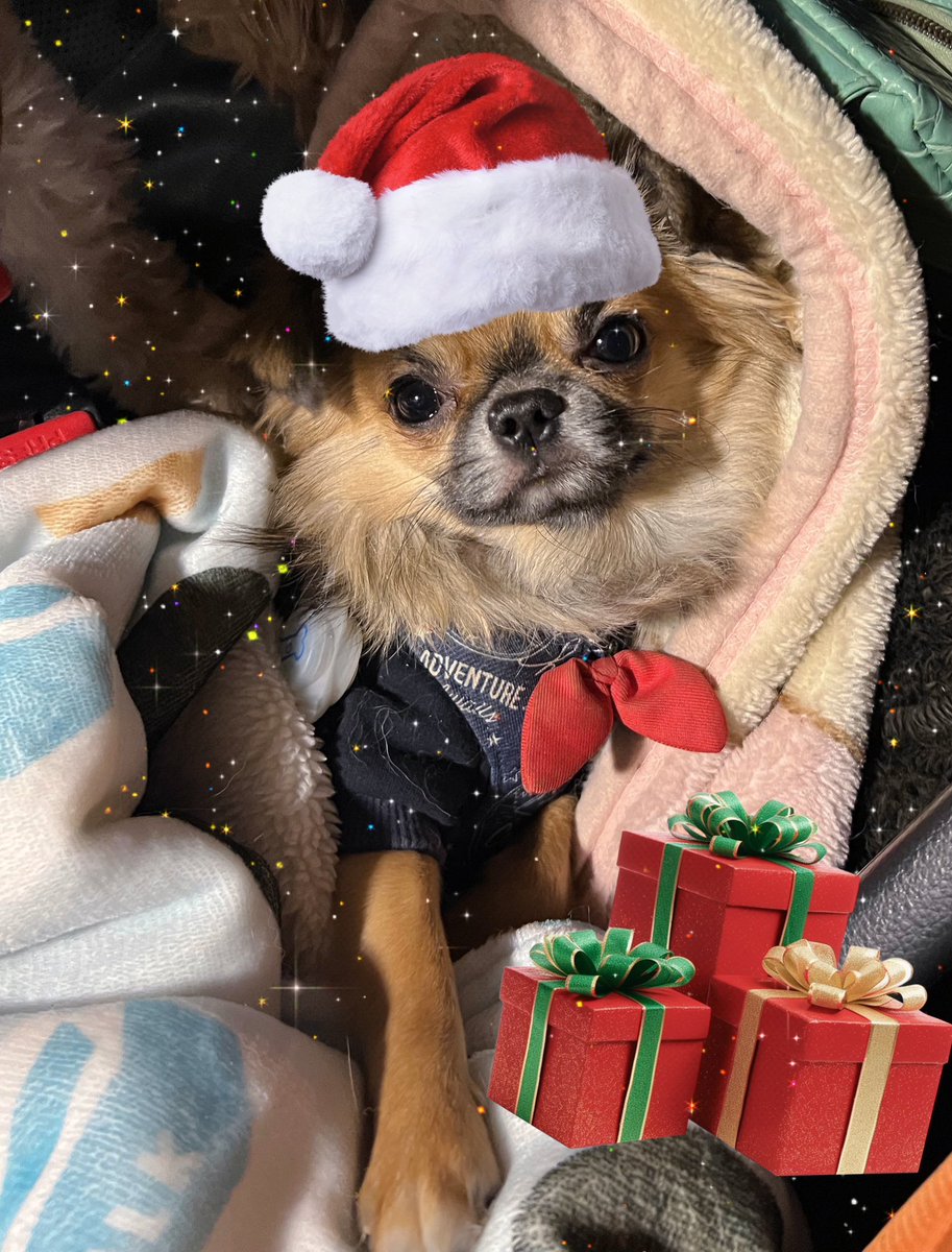 uk4wq3's tweet photo. *…ᴍᴇʀʀʏ ᴄʜʀɪsᴛᴍᴀs…*🎄🎄
 
 #めりーくりすます 
 #いぬのいる暮らし 
 #犬のいる幸せ 
 #ヨープー
 #チワプー
 #シェットランドシープドッグ
 #ピットブル
 #チワワ
 #シベリアンハスキー https://t.co/IL1enaYO2N