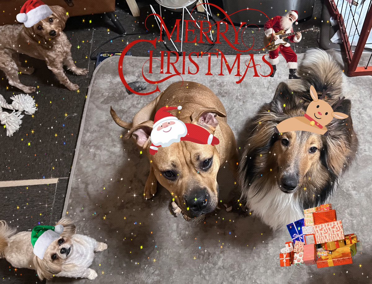 uk4wq3's tweet photo. *…ᴍᴇʀʀʏ ᴄʜʀɪsᴛᴍᴀs…*🎄🎄
 
 #めりーくりすます 
 #いぬのいる暮らし 
 #犬のいる幸せ 
 #ヨープー
 #チワプー
 #シェットランドシープドッグ
 #ピットブル
 #チワワ
 #シベリアンハスキー https://t.co/IL1enaYO2N