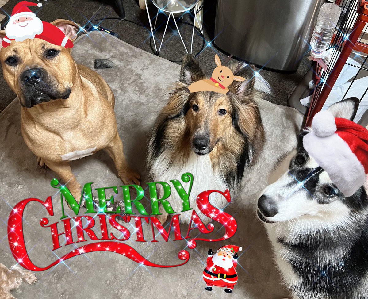 uk4wq3's tweet photo. *…ᴍᴇʀʀʏ ᴄʜʀɪsᴛᴍᴀs…*🎄🎄
 
 #めりーくりすます 
 #いぬのいる暮らし 
 #犬のいる幸せ 
 #ヨープー
 #チワプー
 #シェットランドシープドッグ
 #ピットブル
 #チワワ
 #シベリアンハスキー https://t.co/IL1enaYO2N