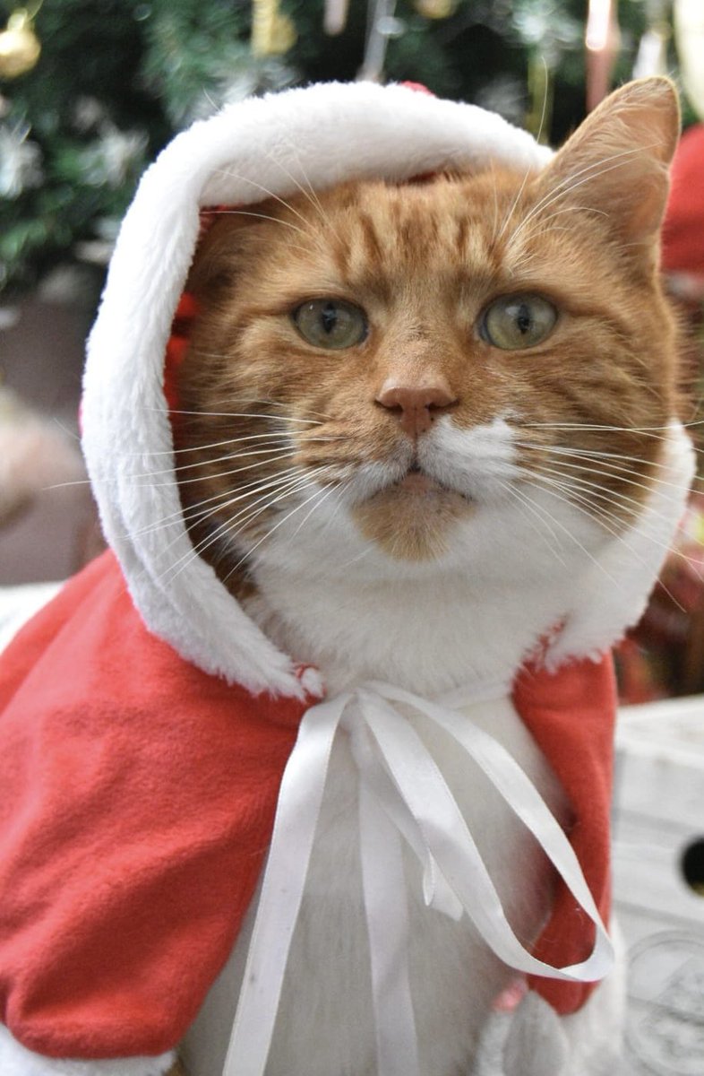 TommyTheGinger1's tweet image. Merry Christmas Everypawdy 🎅🏻 #CatsofChristmas #Christmas #Christmasday #Christmas2023 #CatsOfTwitter