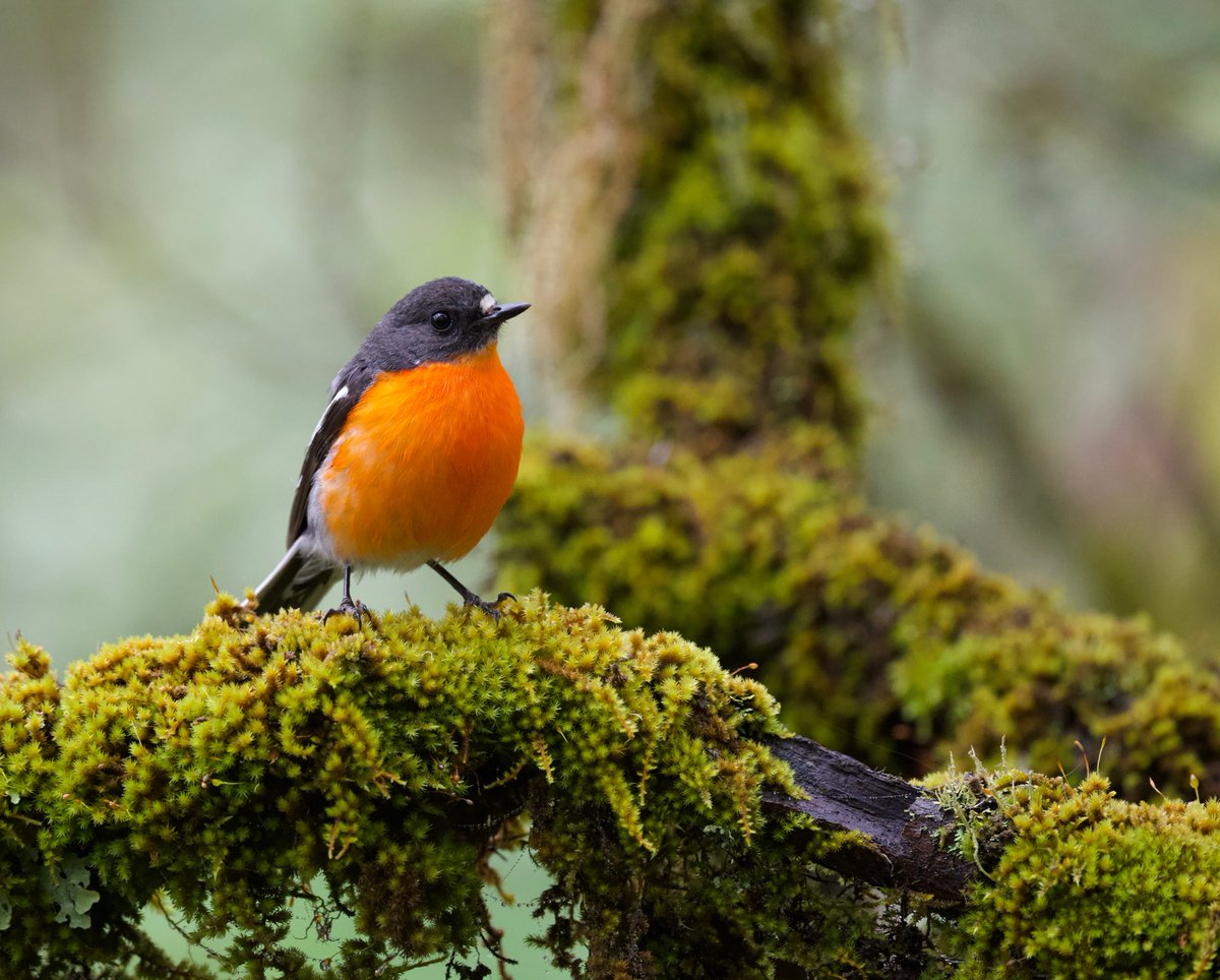 Oz Bird Photography tweet media