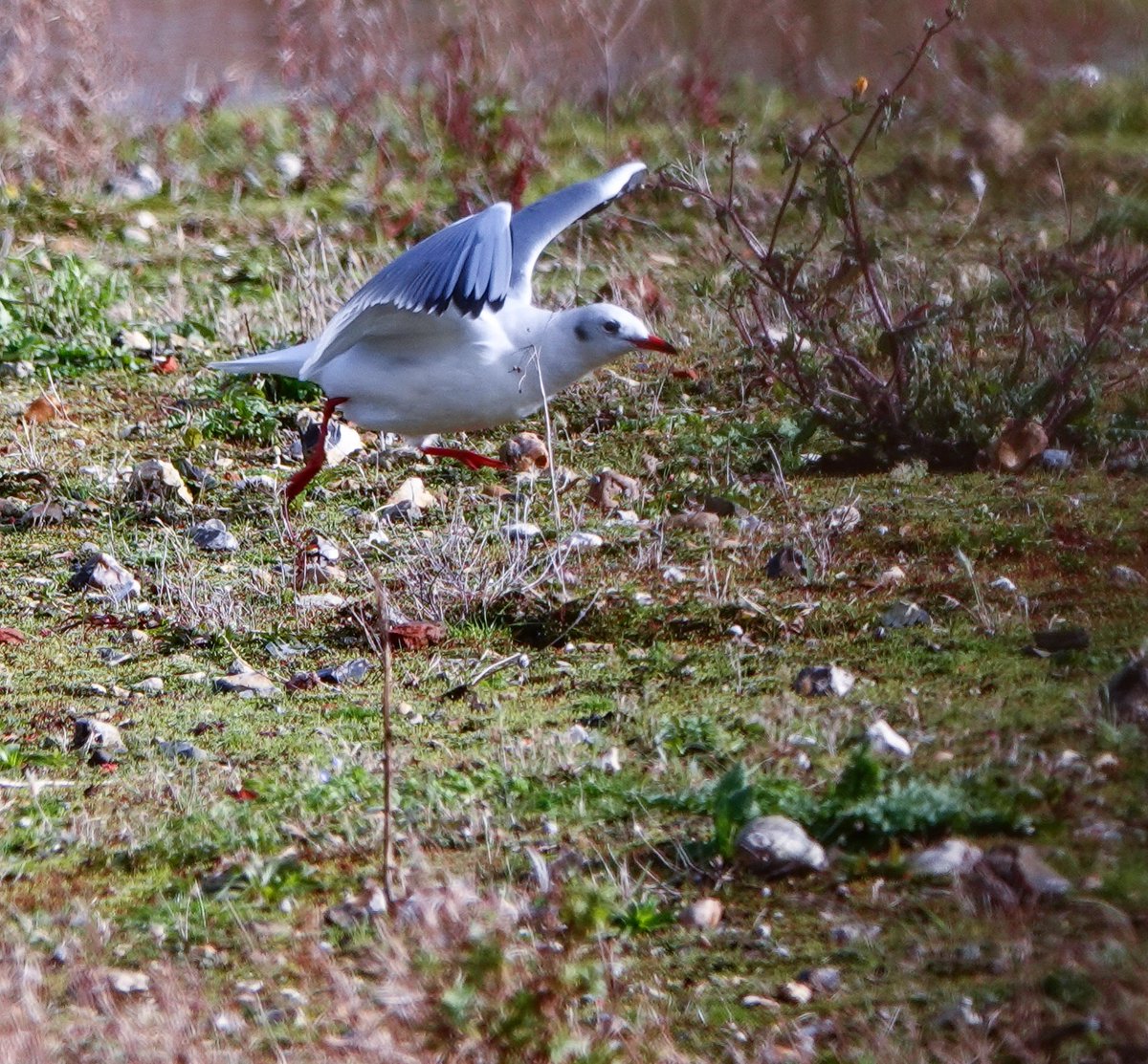 “Cleared for take off”
Black Headed Gull <a href="/grundonrecycle/">Grundon</a> <a href="/WildOxfordshire/">Wild Oxfordshire</a> <a href="/TOE_oxon/">Trust for Oxfordshire's Environment</a> @wild_oxfordshire @chilternsights @cpre_oxfordshire #gull #chilterns #landfill @bensonnaturegroup #barryspuddle #blackheadedgull #oxon <a href="/GrundonRecycle/">Grundon</a>