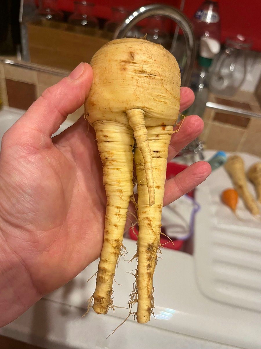 pottyplotters's tweet photo. Hoe, hoe, hoe! Merry 🥂 Christmas🎄 from The Potty Plotters 🥦🧅🍆🌽🥕🥔🍅🫛
https://t.co/h8Etz2hGjP
#allotment #allotmentlife #gyo #growyourown #pottyplotters #naughtycorner #learning #veg #vegetables #plant #fruit #flowers #selfsufficient #sustainable #thegoodlife #podcast https://t.co/edAcKMrCHz