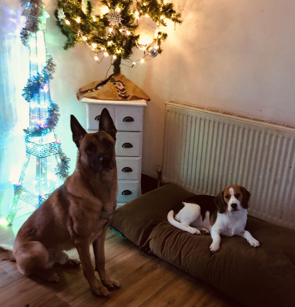 redcan76's tweet photo. Merry Christmas from dogs 🐾 https://t.co/f3xTDI55oY