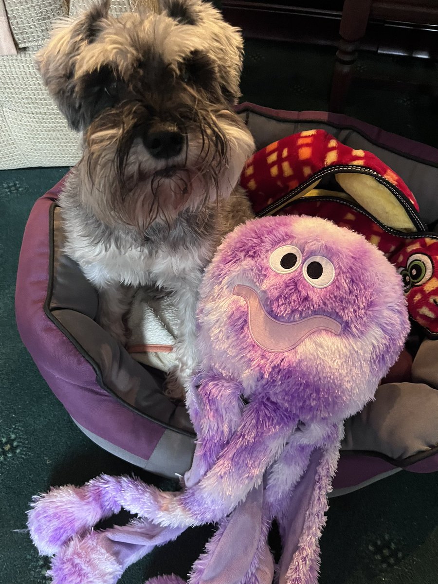 WeeGrowl's tweet photo. Merry Christmas everyone 

I’m at my grannies in Newcastle 

Love Cagney 🐶xx https://t.co/jCNnbLckKa