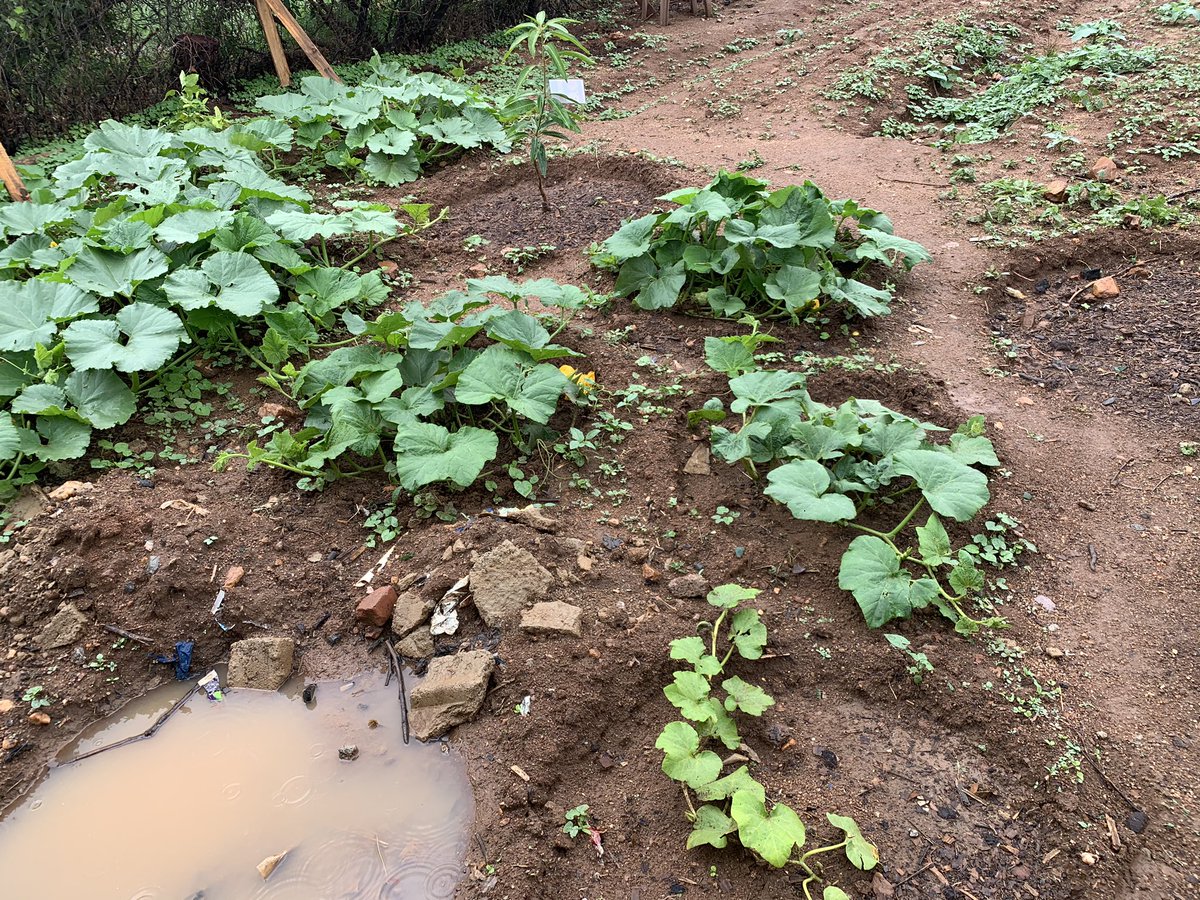 spending Christmas in the garden can bring a sense of peace and joy.