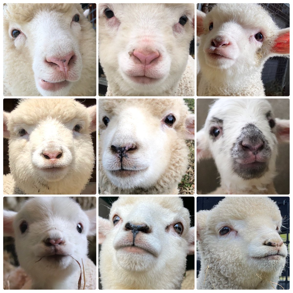 englandhill_zoo's tweet photo. メリークリスマス♪
#利きひつじ ボーナスステージということでみんなの赤ちゃんの頃の詰め合わせ⊂((・⊥・))⊃
誰が誰かわかるかな？答えはまた明日 https://t.co/8XPzL6lNC3