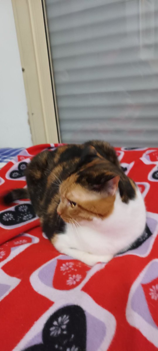 Vi presento Mya,la gatta di mio nipote