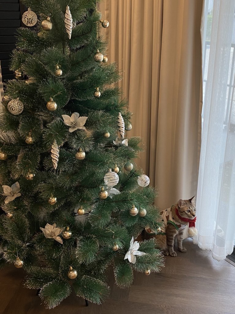 thebookisolated's tweet photo. 🛷𓂃꙳⋆ ᴍᴇʀʀʏ 🐱 ᴄʜʀɪsᴛᴍᴀs 🦌﹆·🎅🏻 https://t.co/fn3yKzV0Hf