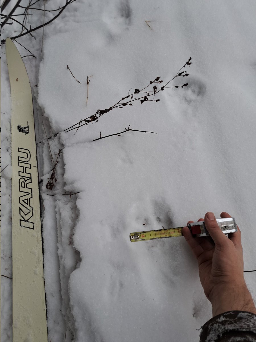 Kinkkua sulatellessa jäljet mitaten. Kaksi suurpetoa samaan kuvaan 😃 #petoyhdyshenkilö #ilves