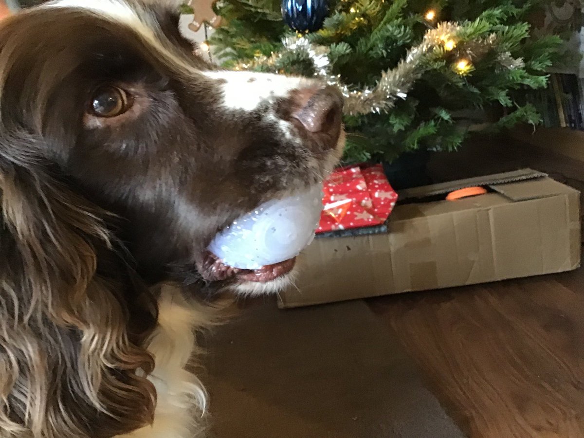 Happy Christmas! This is my new toy it lights up when thrown as well!