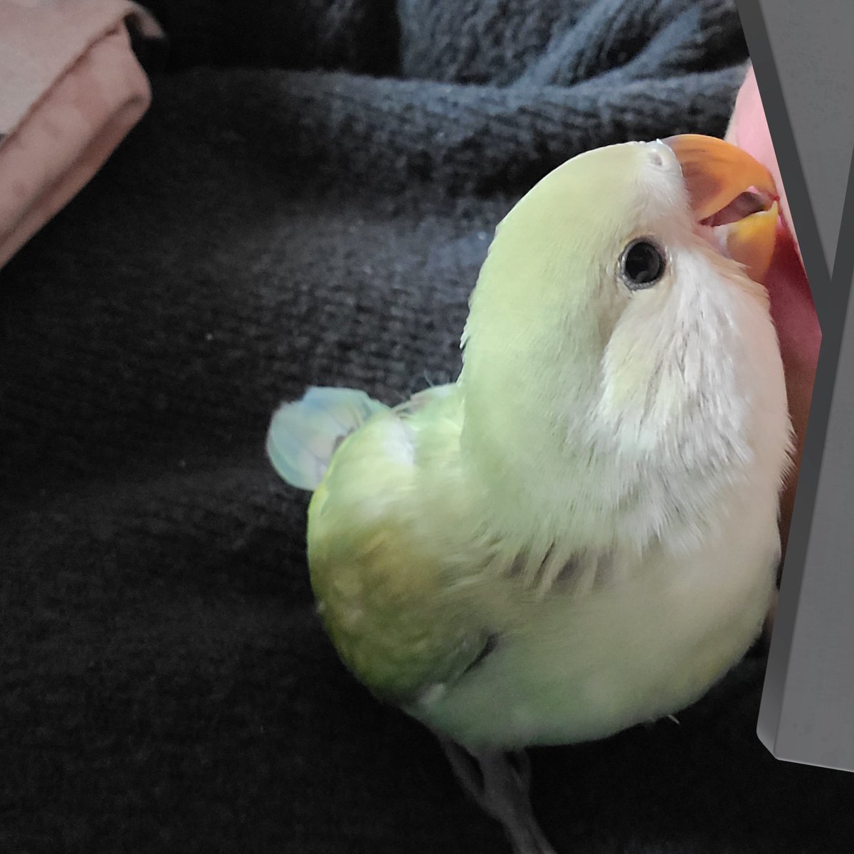 인간형똥 tweet media