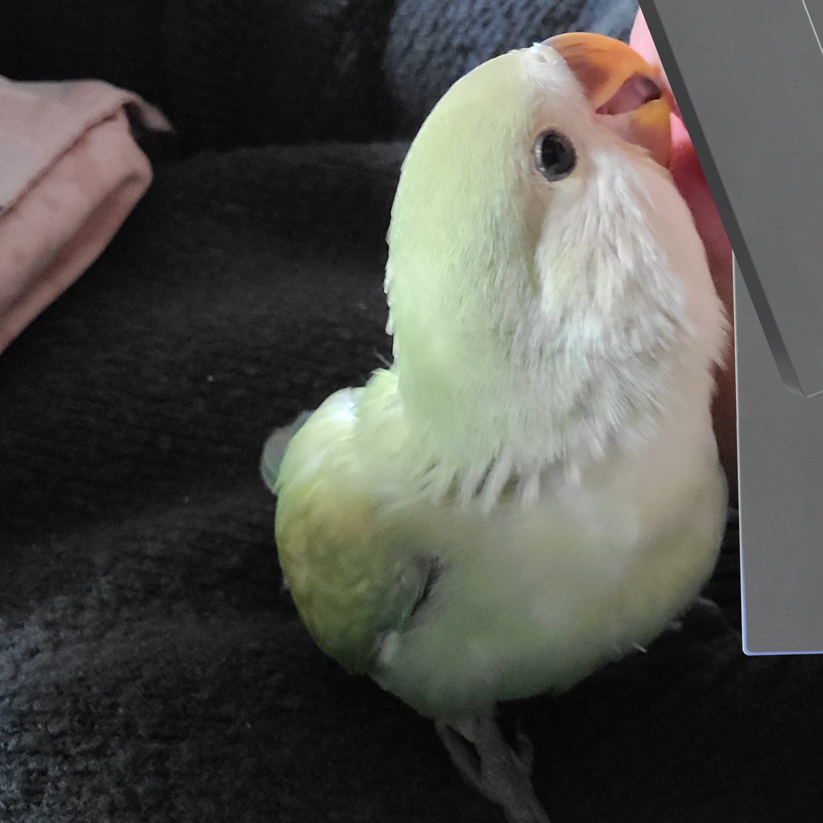 인간형똥 tweet media