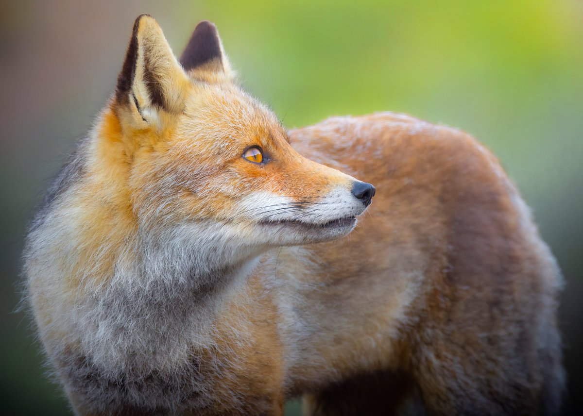 Sería cojonudo acabar el año con 12.000 followers. ¿Me ayudas con un RT?