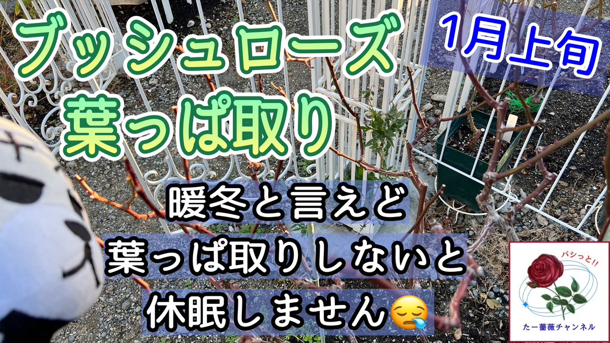 ta_bara_chan's tweet photo. 1月上旬⛄️ブッシュローズ【葉っぱ取り】休眠促進のため全て葉っぱ取ります🌿 https://t.co/xhkoPY3c8D @YouTubeより https://t.co/C9b5z7fmzA