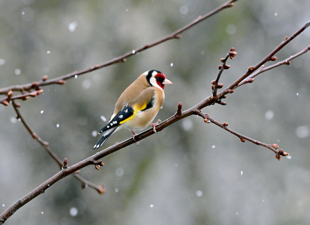 CarlBovisNature's tweet image. 🎉 My Christmas giveaway starts here! 😀 
 I'm giving away 12 of my bird products over the next 12 days! 🎅😀🎉 
 To enter, just retweet &amp;amp; comment, using the hashtag #Carls12GiftsOfChristmas 🎁 
(More details in the enclosed pics!)
 Good luck... and Merry Christmas! 🌲🎁🎅😊🐦❤️