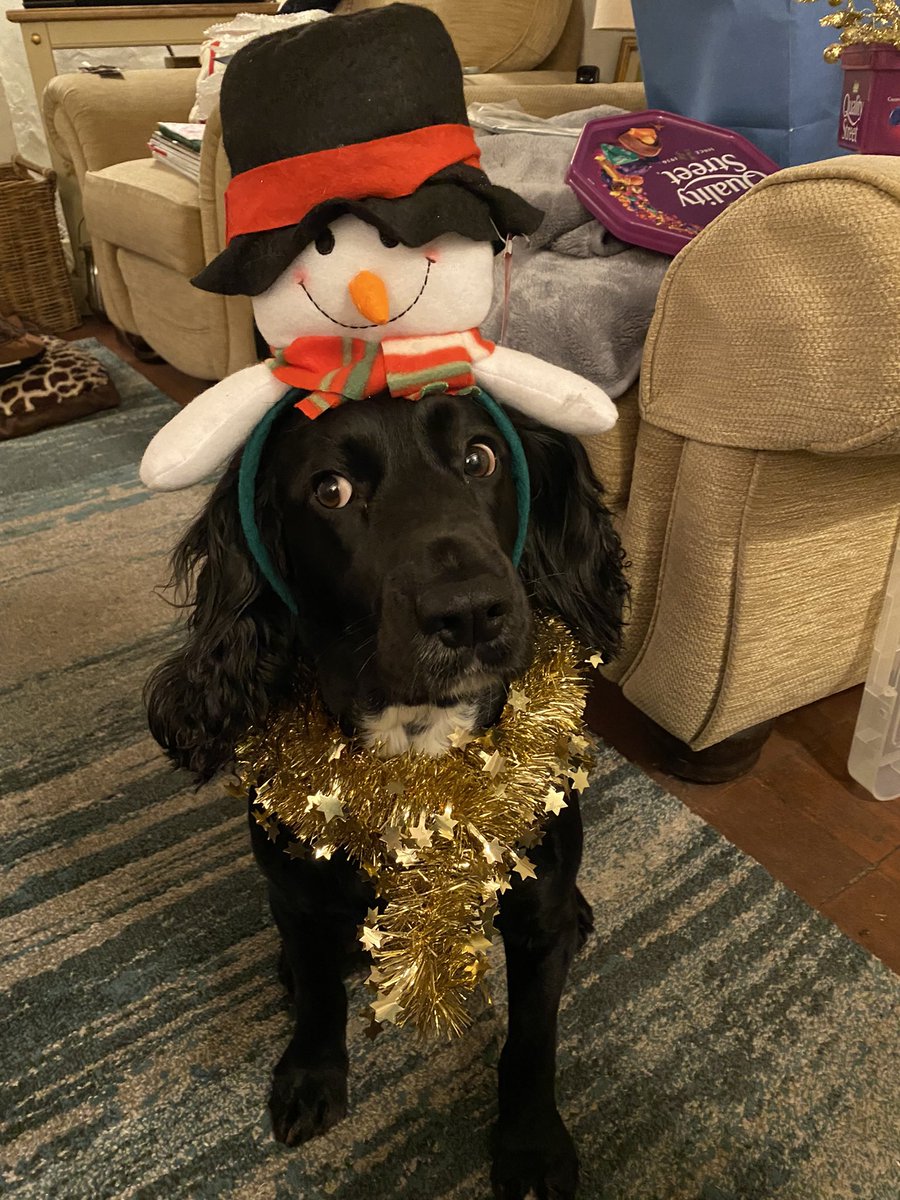 EmmaSeeburg's tweet photo. Merry Christmas to all our friends on here, thank you for making us smile ๐๐. Hope you all have a wonderful day, weโre already on our Christmas treats! ๐ฆด๐ฆด๐ฆด๐ถ๐ถ๐ถ๐พ๐พ๐พ #DogsofTwittter #bemorespaniel https://t.co/8JUFEdeLFh