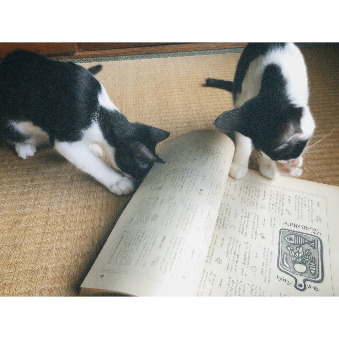 u_sk_bw's tweet photo. 猫ちゃんもいます https://t.co/mgzXt97DBe