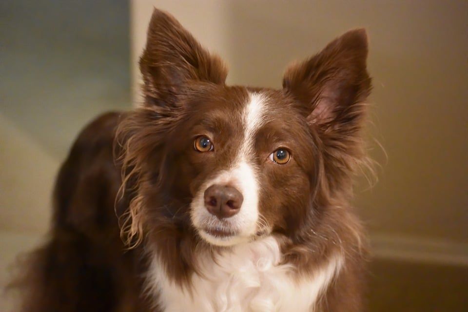 fatimadil1's tweet photo. The 10 Dog Breeds with the Most Unique Coat Colors https://t.co/2lCPlwv4w0 Breeds, Coat, Colors, dog, Dogbreeds, petdog, Unique https://t.co/4aVbPr9Hlg